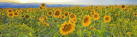 Free State Accommodation